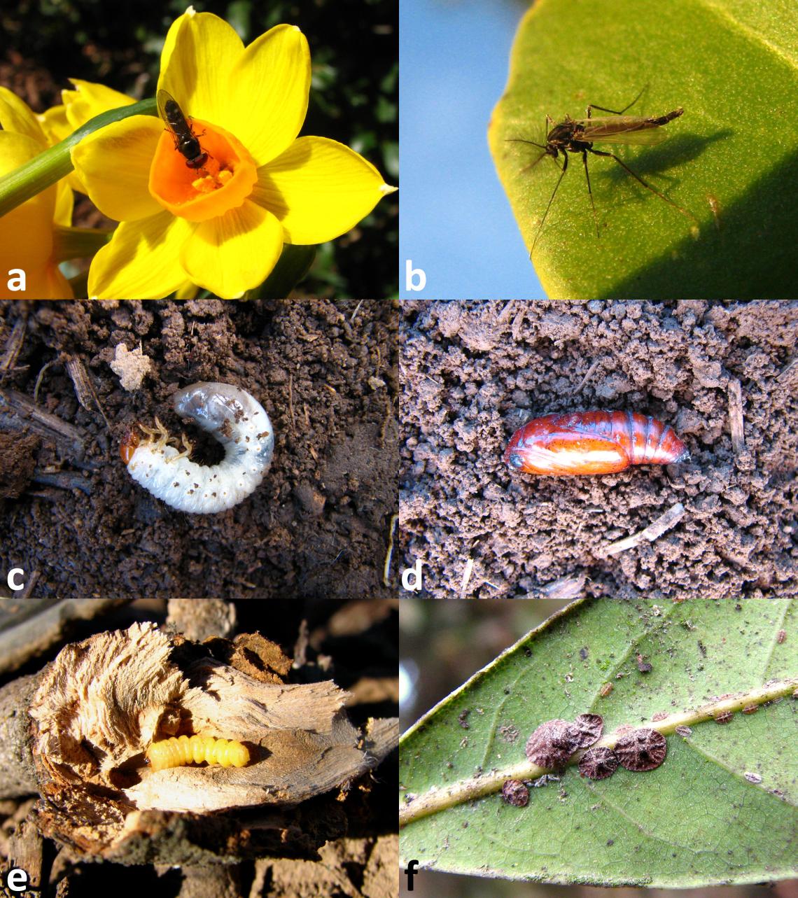 Figura 2. Algunos insectos que pueden observarse en invierno. Ciertos dípteros vuelan en los días invernales más cálidos: a) mosca Syrphidae y b) mosquito Chironomidae. Otros insectos permanecen como inmaduros protegidos en el suelo: c) larva de Scarabaeidae (pololo), d) pupa de Noctuidae (polilla); o bien, al interior de troncos o ramas: e) larva de Cerambycidae (escarabajo longicornio). Algunas especies de conchuelas (Coccidae) pasan el invierno como ninfas o adultos, pegadas a hojas y ramillas: f) conchu